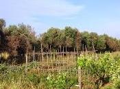 Osservazioni fitoiatra Davide Lentinis maggio 2015