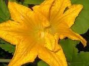 Tortino fiori zuca, vegetariano