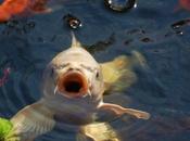 “Sie pesce pigliato botta”! Significato origine insulto