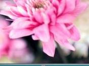 nuovo televisore Connect Loewe, oltre alla qualità, scegli colore preferito