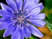 fiore Bach iperprotettivi, Chicory