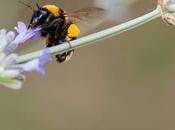 Focal point: lavanda