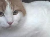 nonno, nipote gatto Pippo