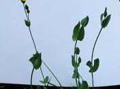 Blackstonia perfoliata fam. Gentianaceae