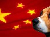 Festival della carne cane” Yulin. Sullo specismo assoluto Cina quello relativo dell’Occidente