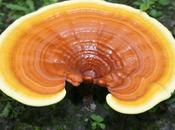 Ricercatori campani studiano “fungo dell’immortalità”