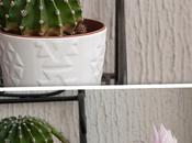 Fiore cactus