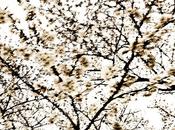 luce sole sorge light rising