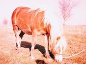 LOMOGRAPHY all'agriturismo Ferrania Eura Fujichrome ASTIA 100F scaduta cross-processing