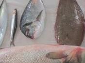 Corso avviamento alla professione cuoco tavola Chef