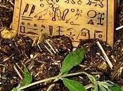 essenziali, l'olfatto