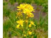 Solidago virga aurea contro infezioni urinarie purificarsi