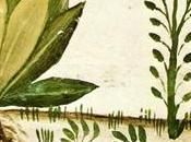 essenziali, simbologia: relazione universo, mondo vegetale uomo