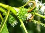 Castanea Sativa Sweet Chestnut, fiore Bach buia notte dell'anima