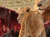 Donazione organi garante della privacy decreto minaccia cittadini