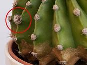 Prossimo fiore della mammillaria?