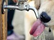 Lettera sindaco Perugia anche cani hanno sete