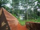 Congo: indigeni telefonino proteggere foreste