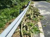 PAVIA. Taglio delle piante Trinchera: perplessità taglio "pesante".