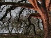 green vuol dire anche salute!