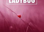 Davide Svezza Ladybug 26/07/15 Loudbit