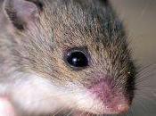 Dominanza sociale immunità negli animali