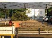 come alberi, bilancio....