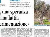 Xyella Disseccamento degli olivi Salento Dottore Agronomo Cristian Casili riferito alcuni risultati, seppur provvisori, delle ricerche campo ricercatori fanno sperare