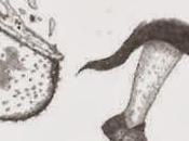 scomparire verruche, Abracadabra