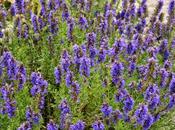 Issopo, un'acqua bellezza altre cure