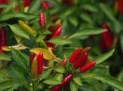 coltivare peperoncino