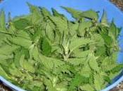 Spaghetti all’ortica