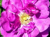 Rosa Canina Wild Rose, fiore Bach passeggeri passivi della vita