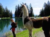 Trekking lama valli Tirolo