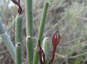 Ceropegia fusca