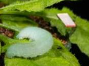 piante possono sentire?