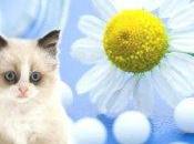 Quattro casi oncologici canini