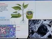 Sviluppo sistema diagnosi precoce METABOLONI mobilità nanovettori vasi xilematici, senza pianta reagisca distruggendoli inglobandoli fine curare alberi olivi Salento infettati batterio Xylella Fastid...
