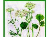 Anice verde, Olio essenziale