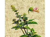 Basilico, olio essenziale