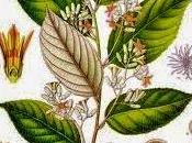 Benzoino, olio essenziale