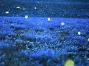 Lucciole: come s’illuminano?