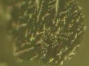 passato della Luna nelle fontane fuoco