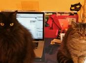 gatto single) l’hai sacco!!!