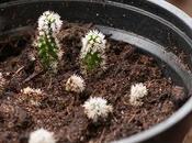 Piccole succulente crescono