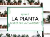 Piante interno: qual pianta giusta casa?