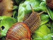 CHERASCO (cn). Torna lumaca tradizionale Incontro Internazionale Elicicoltura "Festival della Lumaca Cucina".