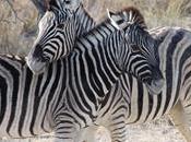 Namibia Discovery l’Etosha