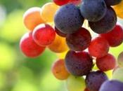 Settembre, mese dell’uva