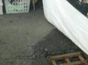 ULTIM'ORA PAVIA. Acqua fuoriesce tombini Mercato Europeo viale Matteotti.